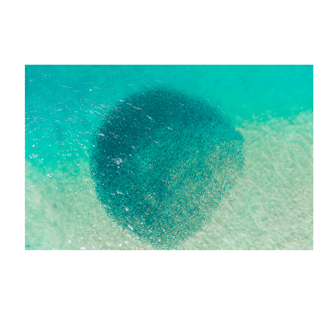 Aerial view of Avoca Beach, NSW, showcasing a swirling bait ball in vibrant turquoise waters near the shoreline.
