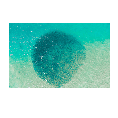 Aerial view of Avoca Beach, NSW, showcasing a swirling bait ball in vibrant turquoise waters near the shoreline.
