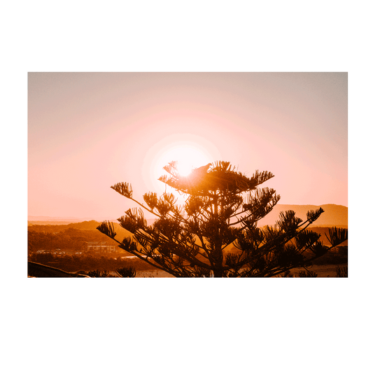 A stunning sunset over Crescent Head, NSW, with the silhouette of a bird atop a Norfolk Pine against a warm, glowing sky.
