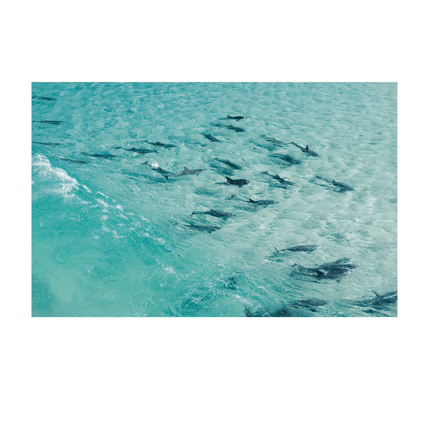 A breathtaking aerial view of a pod of dolphins swimming in the crystal-clear turquoise waters of Forster, NSW.