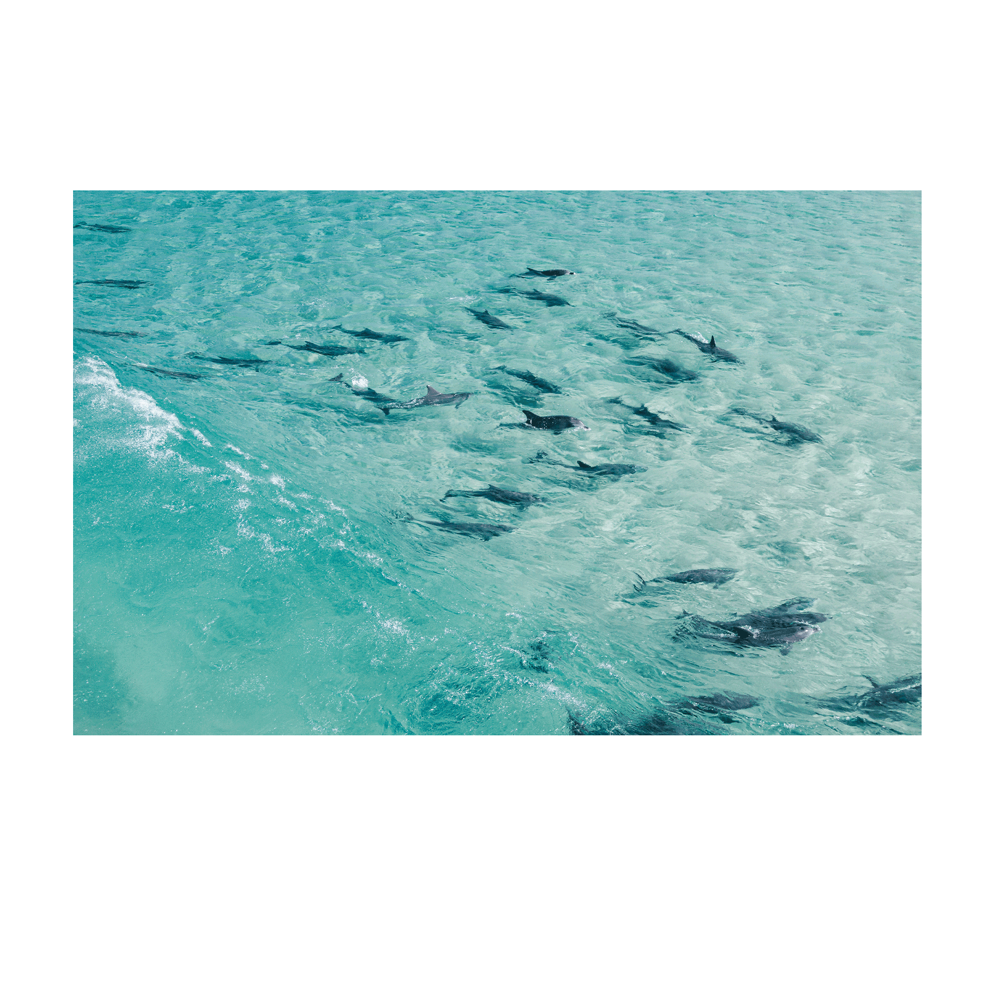 A breathtaking aerial view of a pod of dolphins swimming in the crystal-clear turquoise waters of Forster, NSW.