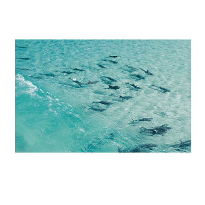 A breathtaking aerial view of a pod of dolphins swimming in the crystal-clear turquoise waters of Forster, NSW.