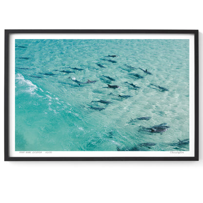 The Pack - Aerial Dolphin Print of Forster, NSW