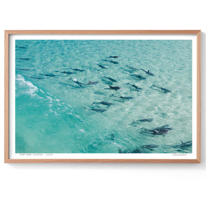 The Pack - Aerial Dolphin Print of Forster, NSW