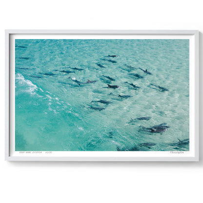 The Pack - Aerial Dolphin Print of Forster, NSW