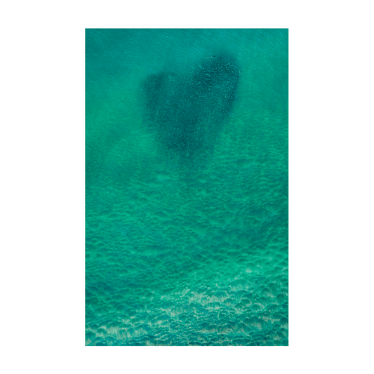 Aerial view of a heart-shaped school of fish in the turquoise waters of North Avoca Beach, NSW.