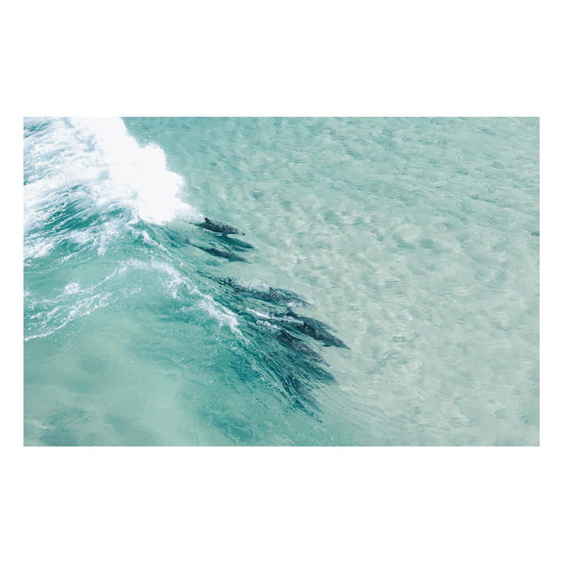 A stunning aerial view of a pod of dolphins surfing through the turquoise waters of Sandbar, Forster, NSW.