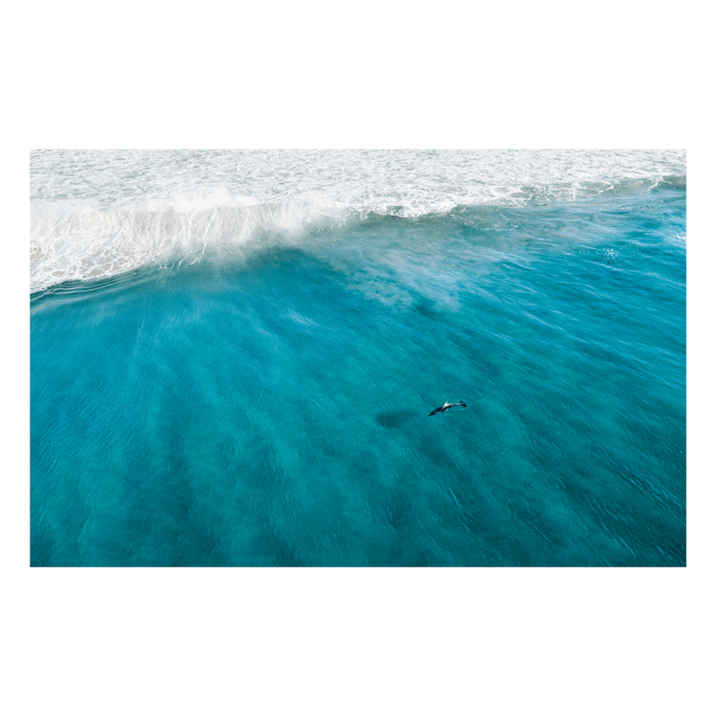 A stunning aerial ocean print of South West Rocks, NSW, featuring a lone seabird soaring above swirling turquoise waves.