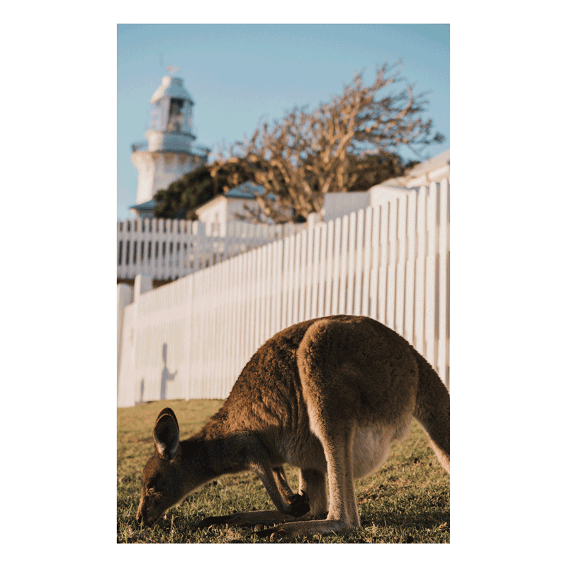 A stunning wildlife and coastal print of South West Rocks, NSW, featuring a grazing kangaroo in front of the historic Smoky Cape Lighthouse cottage.