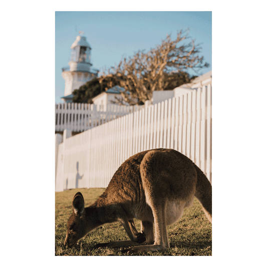 A stunning wildlife and coastal print of South West Rocks, NSW, featuring a grazing kangaroo in front of the historic Smoky Cape Lighthouse cottage.