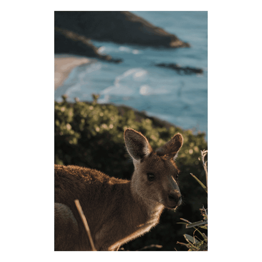 A stunning wildlife print of South West Rocks, NSW, featuring a kangaroo overlooking a beautiful coastal landscape at golden hour.