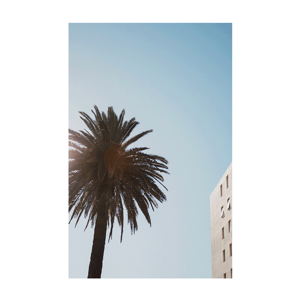 A coastal print of The Entrance Beach, NSW, featuring a tall palm tree with sunlight filtering through, set against a clear blue sky with modern architecture in the background.