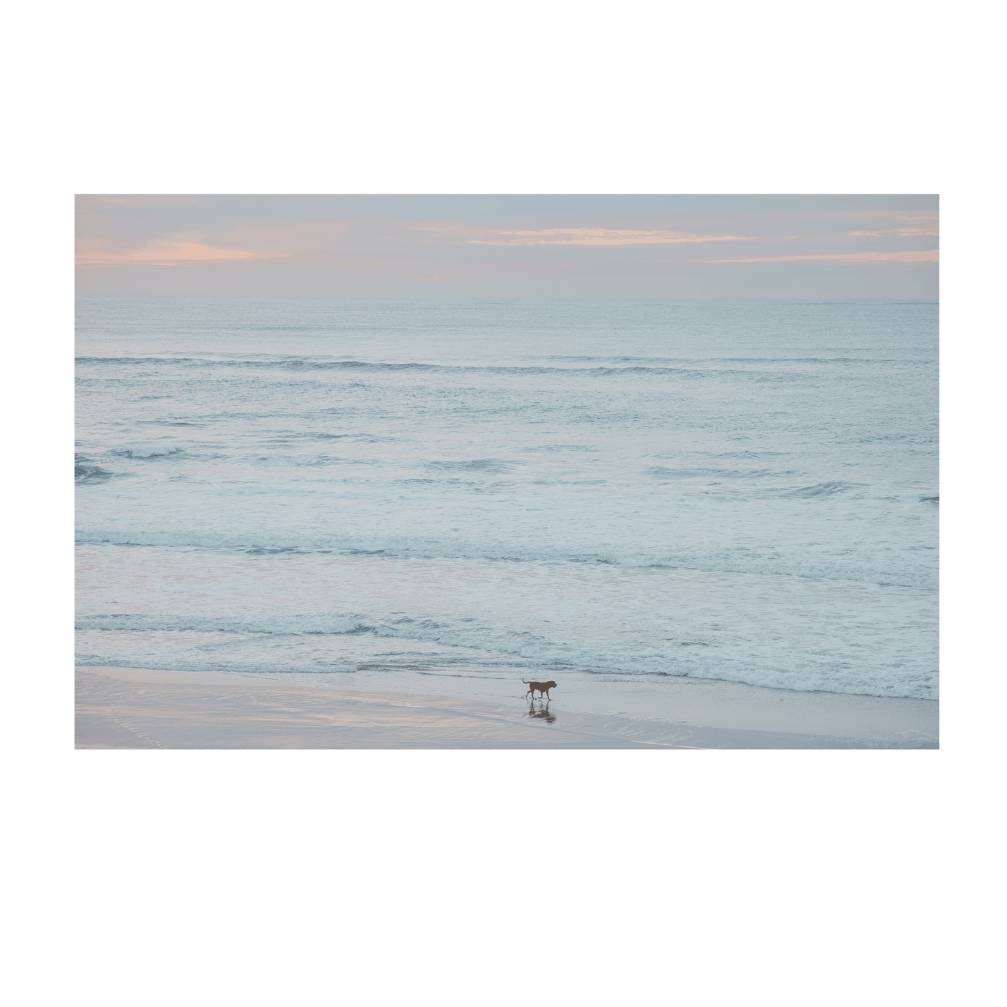 A peaceful coastal print of The Entrance, NSW, featuring a lone dog walking along the shoreline at dawn, with soft pastel hues in the sky and gentle waves rolling onto the sand.