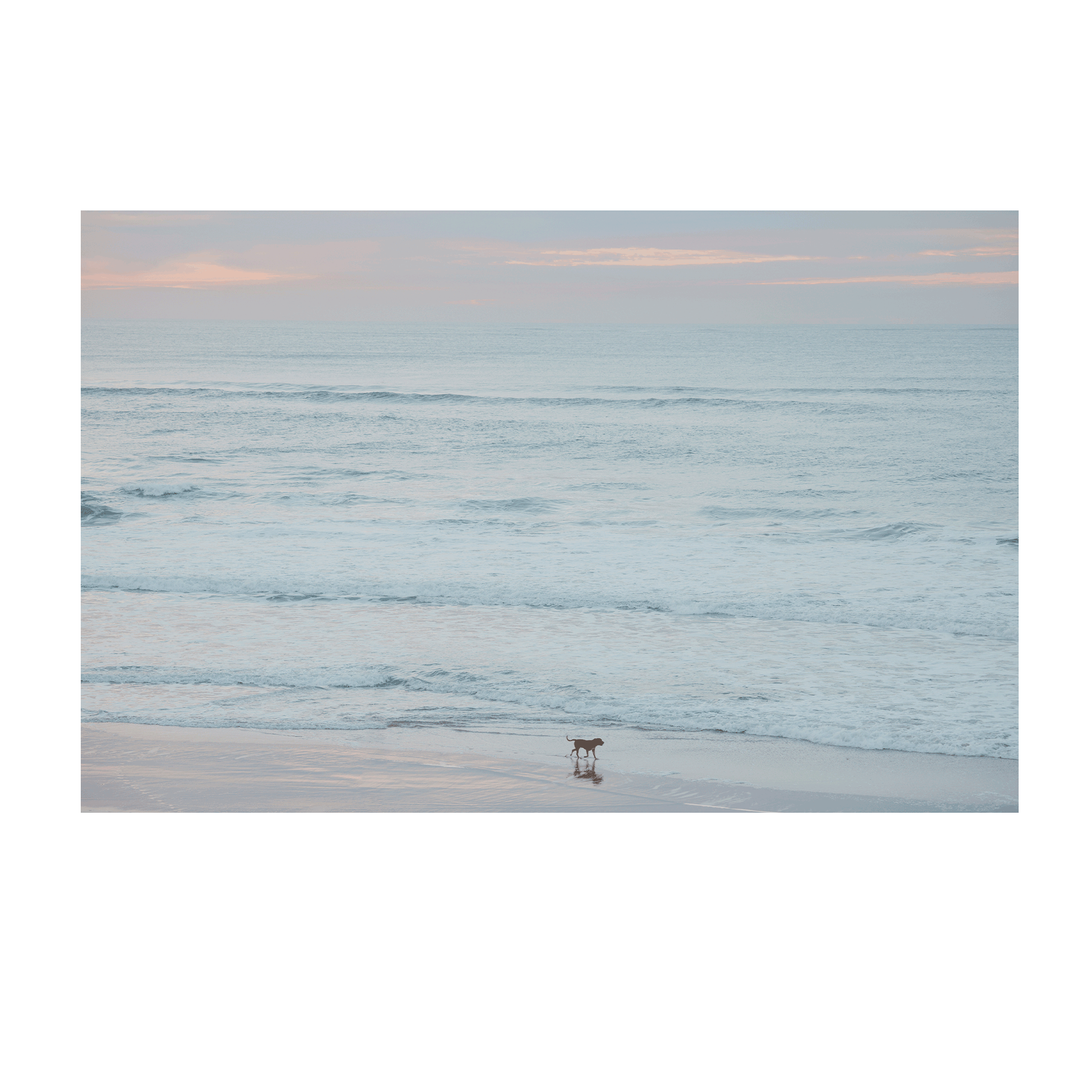 A peaceful coastal print of The Entrance, NSW, featuring a lone dog walking along the shoreline at dawn, with soft pastel hues in the sky and gentle waves rolling onto the sand.