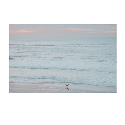 A peaceful coastal print of The Entrance, NSW, featuring a lone dog walking along the shoreline at dawn, with soft pastel hues in the sky and gentle waves rolling onto the sand.