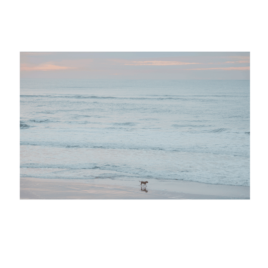 A peaceful coastal print of The Entrance, NSW, featuring a lone dog walking along the shoreline at dawn, with soft pastel hues in the sky and gentle waves rolling onto the sand.