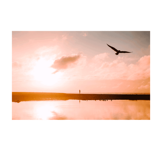 A golden sunset at Wamberal Beach, NSW, with a lone figure standing on the shoreline and a bird soaring overhead in a warm, reflective glow.
